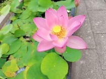 松山市考古館で1000年前の「大連古代蓮」を愛でる（愛媛/松山市・おでかけレポ）