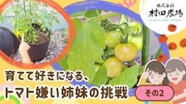 【村田農場売店】初心者でも安心！相談しながら選べる夏野菜の苗（愛媛/松山市・おでかけレポ）