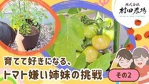 【村田農場売店】初心者でも安心！相談しながら選べる夏野菜の苗（愛媛/松山市・おでかけレポ）