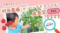 【村田農場売店】プランターでミニトマト栽培｜1株で3種の実ができる人気の苗を育ててみた（愛媛/松山市・おでかけレポ）