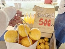 【奥南のコト】毎年恒例の宇和島のみかん産地のお祭りへ！（愛媛/宇和島市・おでかけレポ）