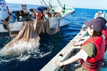 【伝統漁法 しらす漁体験（漁体験のみ）2026】伝統漁法を間近で体感する、特別な朝時間（佐田岬体験博 愛媛/伊方町）
