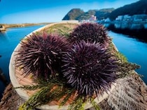 【海士直伝★幻の赤ウニ割り体験2026】特別な海の恵みを体感しよう（佐田岬体験博 愛媛/伊方町）