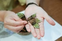 【三崎の海岩でとれる「カメノテ」剥き体験】佐田岬グルメのイタリアンランチ付き（佐田岬体験博 愛媛/伊方町）