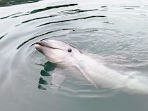 【ドルフィンファームしまなみ】伯方島でイルカにまったり癒されタイム（愛媛/今治市・おでかけレポ）