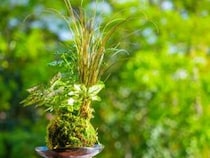 【苔玉づくり2026】新しいスタイルのミニ盆栽（佐田岬体験博 愛媛/伊方町）