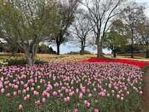東京ドイツ村、26万株のチューリップが鮮やかに彩る「チューリップまつり」が開催！