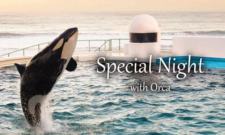 鴨川シーワールド、閉館後の特別なシャチパフォーマンス「Special Night with Orca」開催決定!