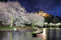 横浜・三溪園、250本の桜が咲き誇る「桜ライトアップ」が3月27日より開催！