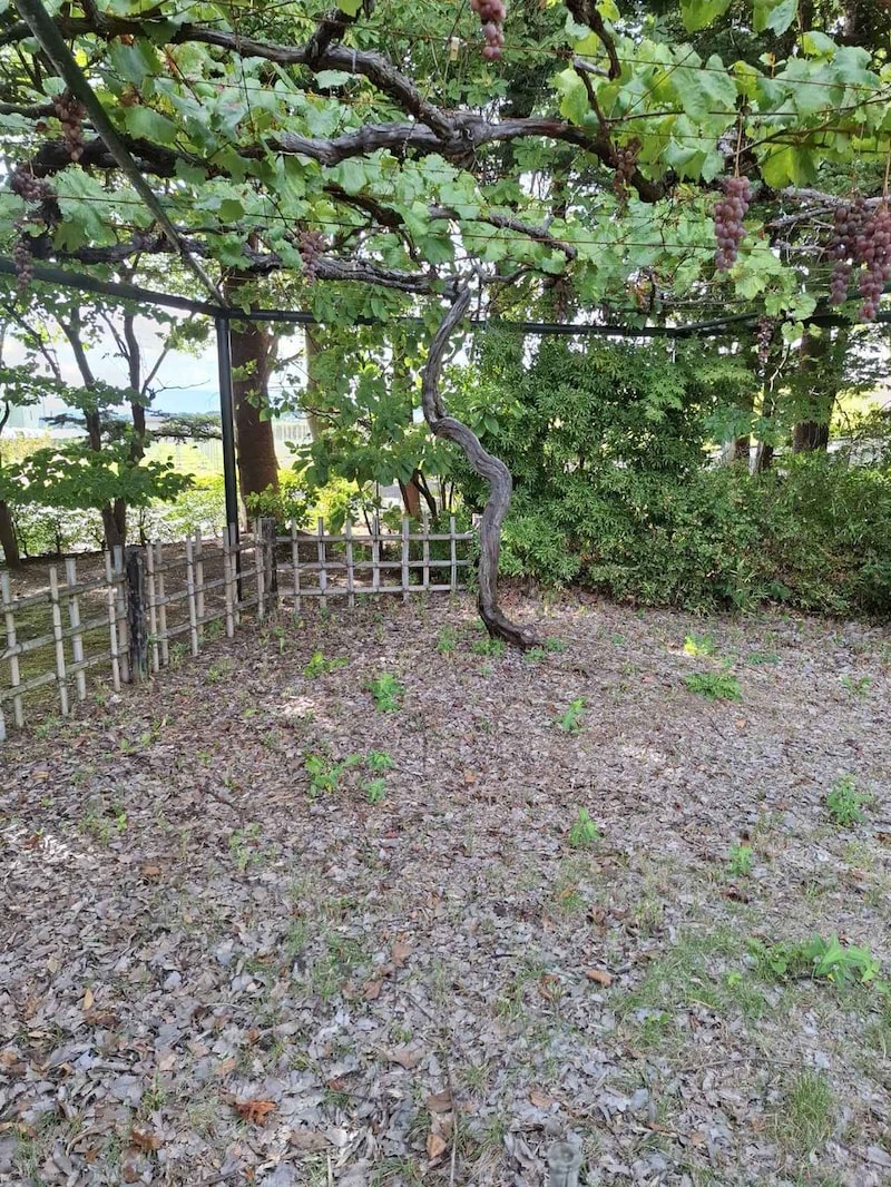 画像: マンズワイン小諸ワイナリーには、3000坪の日本庭園「万酔園」(ばんすいえん)があり、庭園の見学は無料・予約不要で楽しめる。樹齢100年の龍眼(りゅうがん)のブドウ樹も