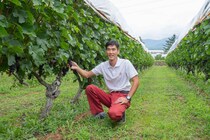 「歴史をつないでいく、先人から次の世代へ」マンズワイン小諸ワイナリー