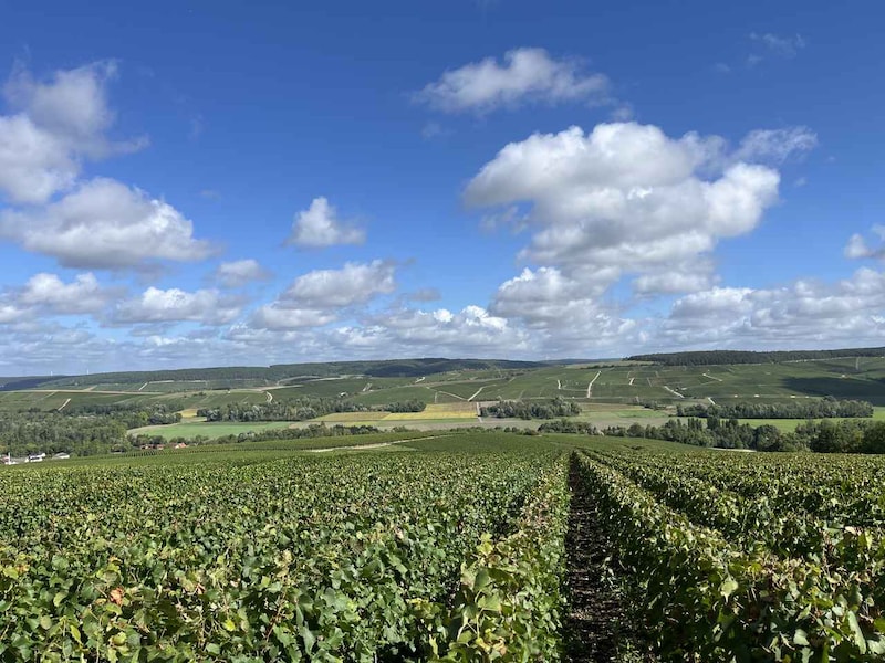 画像2: シャンパーニュ・ヴォセル
コート・デ・バールから誕生した新世代のプレミアムシャンパーニュ