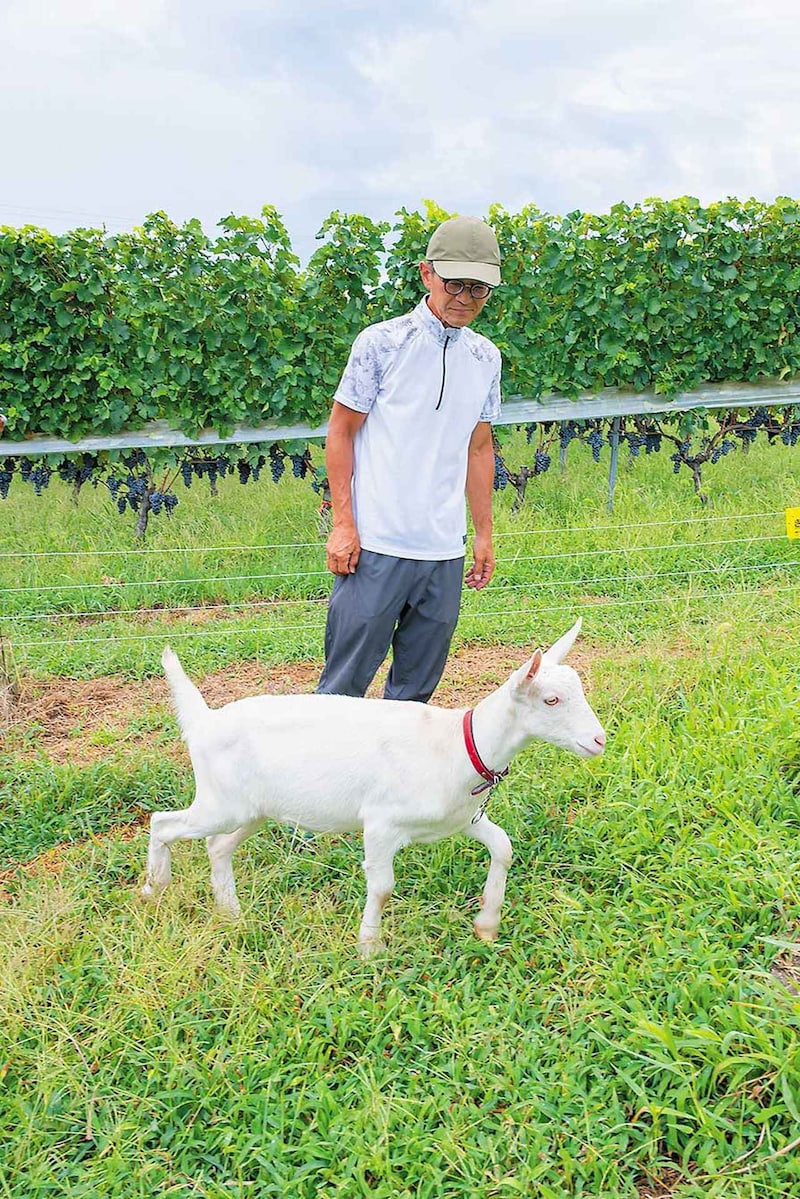 画像: 伊澤貴久氏 立科町にある「いざわの畑」。丁寧に手入れされた畑ではぐくまれるブドウは、冷涼な立科のテロワールをワインに映し出す。「収穫の時期には、ワイン好きの友人たちが手伝いに来てくれます」