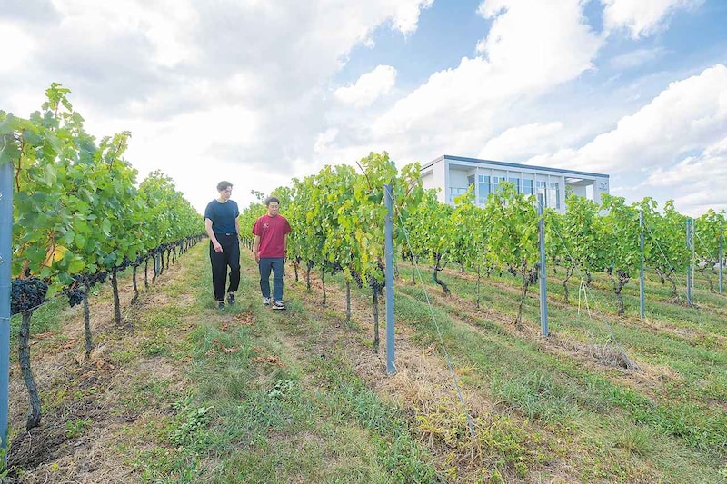 受け継がれ、そして拓く。新たなメルロの魅力「シャトー・メルシャン 椀子(まりこ)ヴィンヤード」(長野県)
