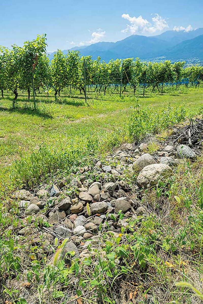 画像: 安曇野の自然がはぐくむ、成熟した果実の力
「グランポレール 安曇野池田ヴィンヤード」