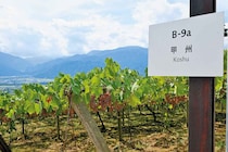 「サントリー登美の丘ワイナリー」（山梨県）が示す日本ワインの新境地