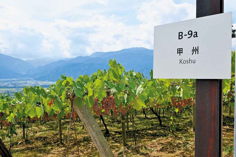 「サントリー登美の丘ワイナリー」(山梨県)が示す日本ワインの新境地