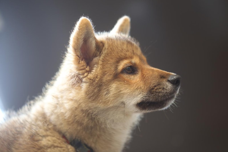 画像1: 雪と海と、美味に会いに。冬の北陸へ~富山の酒と肴を堪能する旅~