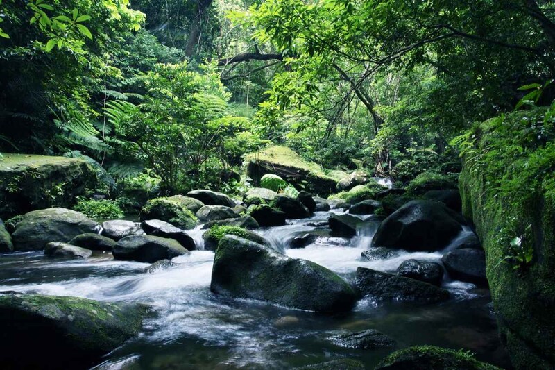 画像: 亜熱帯の森の中でカヌーを降りると絵に描いたような風景が広がっていた。