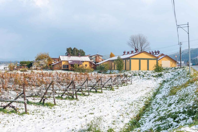 画像: 開拓時代の農園からスタート。野生酵母・無濾過のワイン造り 「TADA WINERY」