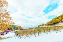 冬の富良野 ワインとりっぷ～ワイン編～