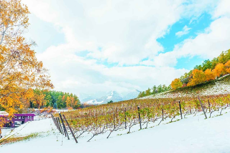 冬の富良野 ワインとりっぷ～ワイン編～