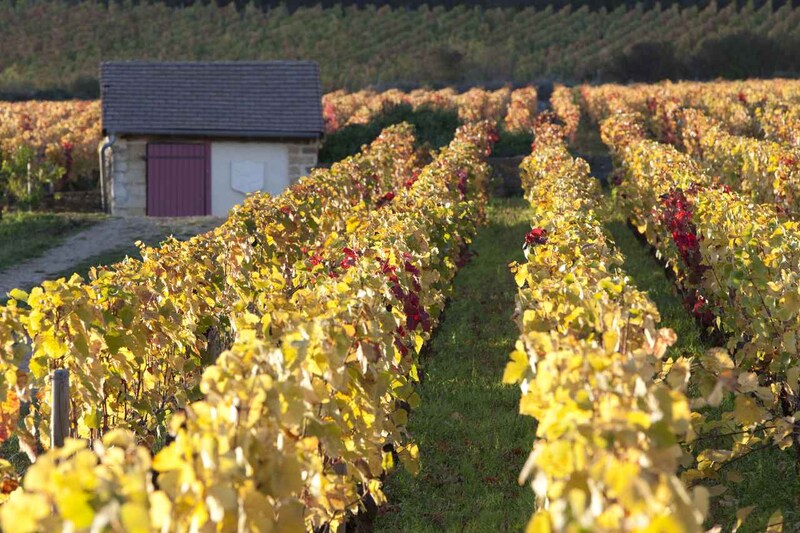 画像: 黄金色の葉が広がる「クロ デ コルトン」。歴史ある畑に秋の光が差し込み、偉大なグラン・クリュの風格を際立たせる
