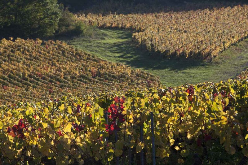 画像: 秋色に染まる「メルキュレ レ フランボワジエール」の畑は、果実味としなやかさをはぐくむ穏やかなテロワールを物語る