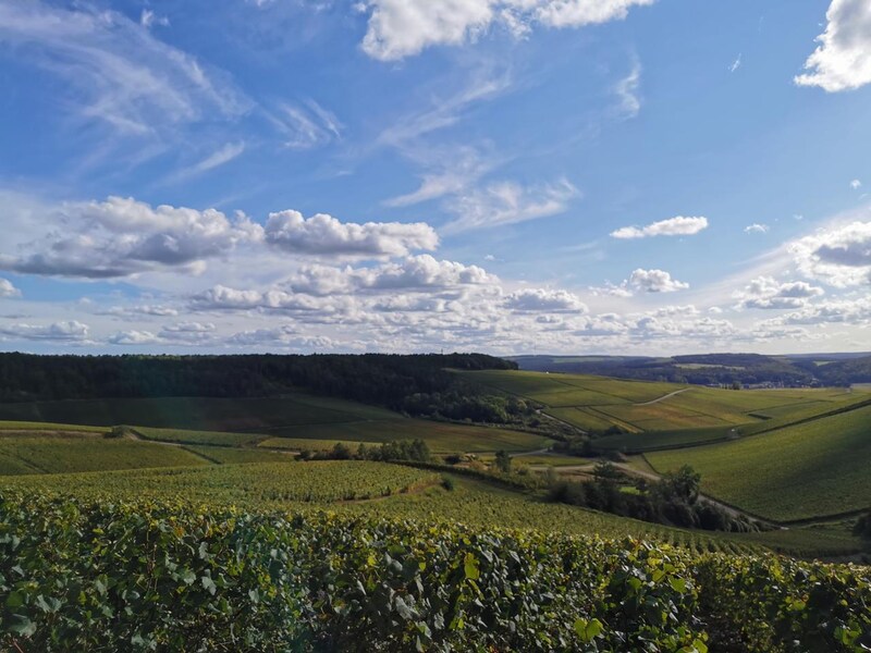 画像: 現地取材「人気銘醸地の知られざるエリア コート・デ・バール、オート・コート」
