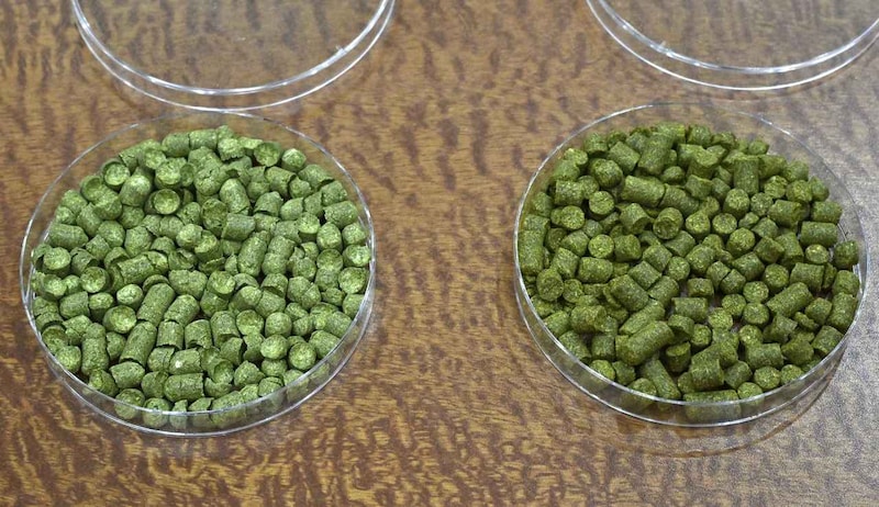 画像: 使用を想定したホップ(ペレット状)も、複数香りを確認しながら意見交換をおこなった