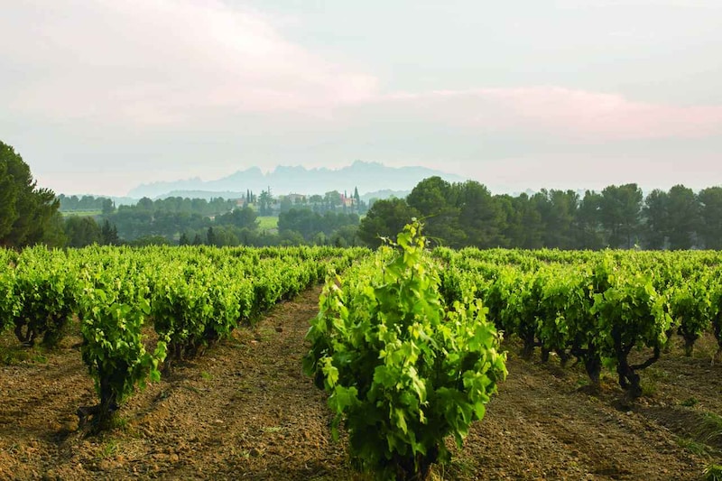 画像: オーガニック認証を受けた畑の総面積でヨーロッパをリードしているスペイン。2022年の収穫からオーガニック認証を受けたブドウによる醸造が行われ、18カ月の熟成期間を経て25 年にすべてのカバ・デ・グアルダ・スーペリオールがオーガニックとなった