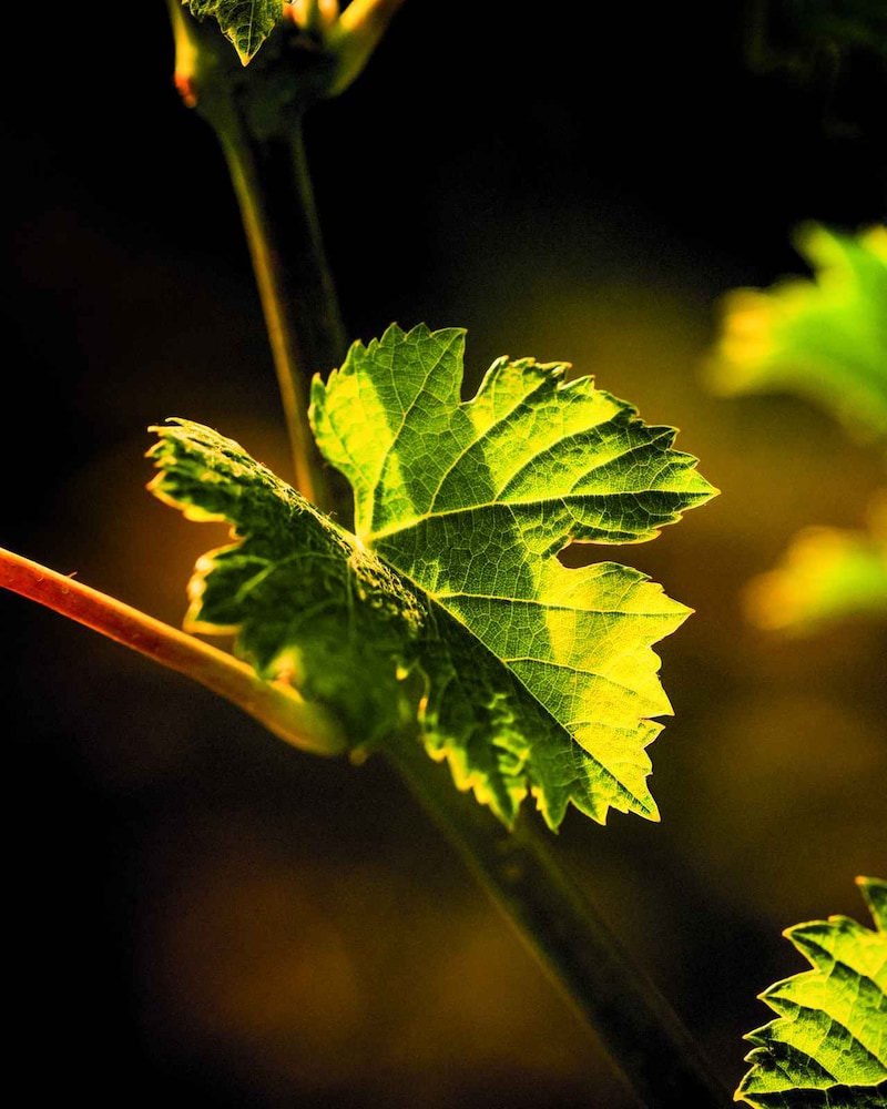 画像: オルネッライアの歴史