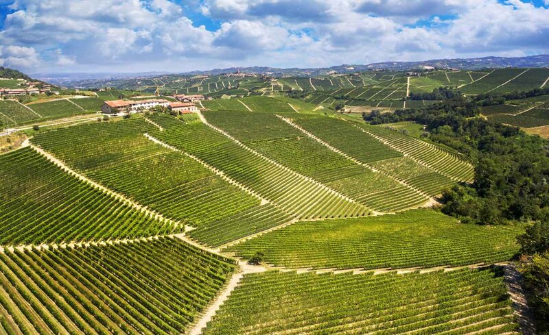 画像: バローロ／モンフォルテ・ダルバ村の自社畑「モスコーニ」