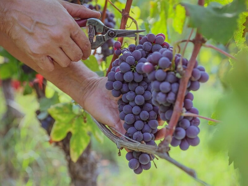 画像: 収穫など畑仕事はすべて手作業で行う