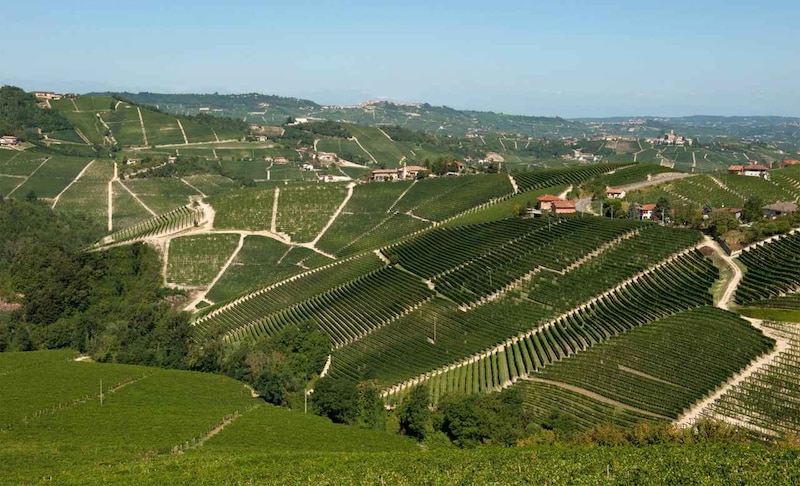 画像: バローロ／セッラルンガ・ダルバ村の自社畑「オルナート」