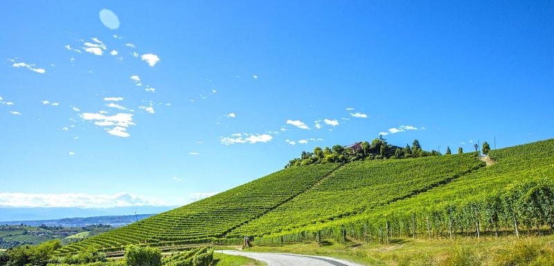 画像: バルバレスコ／トレイーゾ村の自社畑「カシーナ イル・ブリッコ」