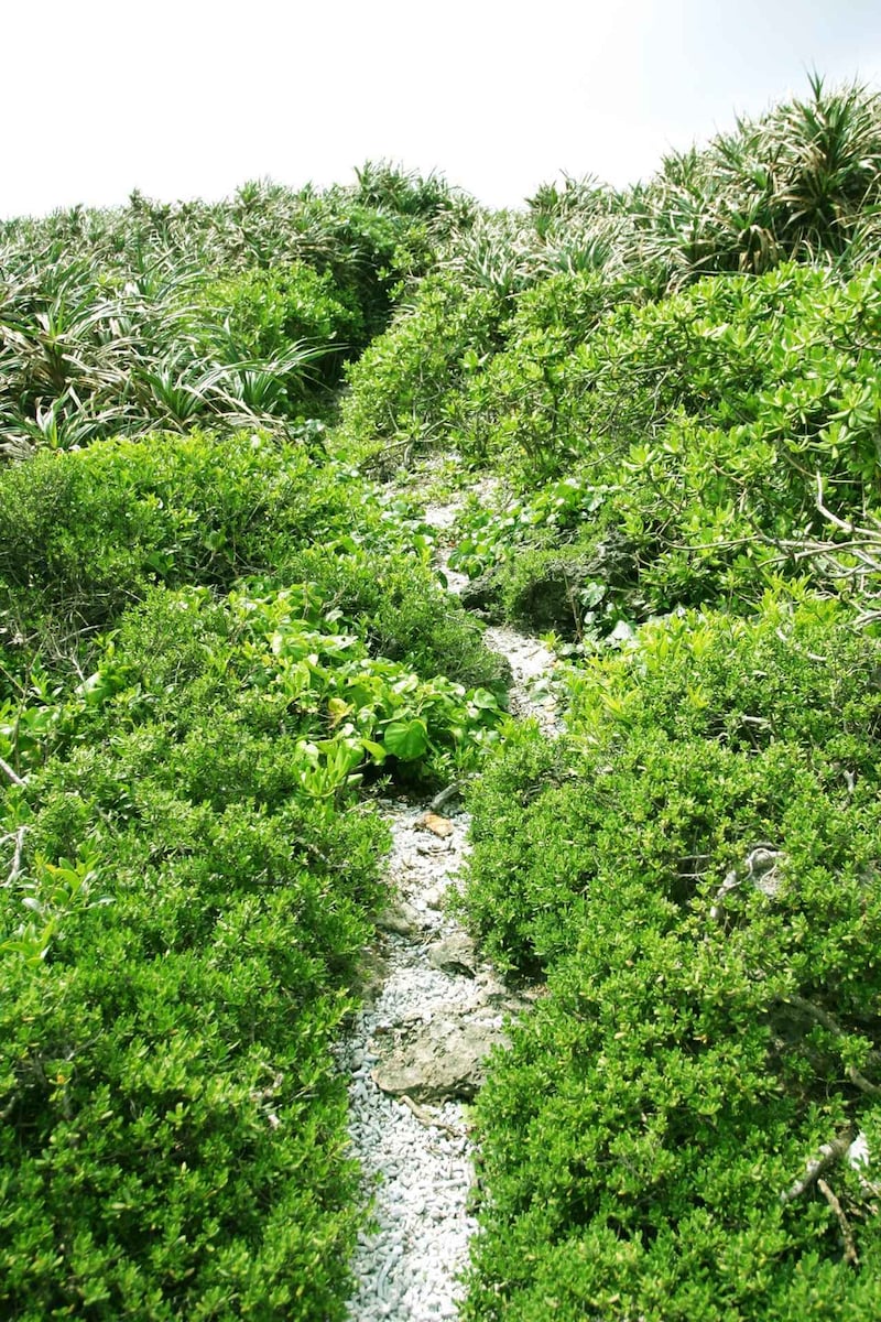 画像: ここにたどり着くにはアダンの中の獣道をとことこと進んでいく。