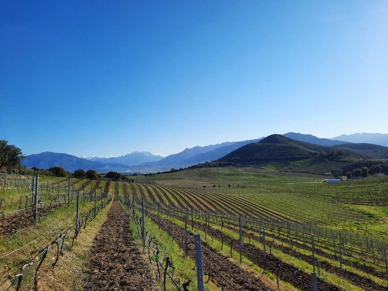 画像: 【コルシカ島】ドメーヌ・コント・ペラルディ(Domaine Comte Peraldi)