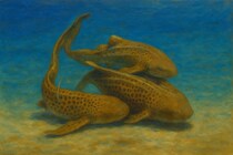 サメが「3匹で交尾」する瞬間を撮影、史上初の記録