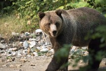 クマとの「遭遇リスク」を予測するAIモデルを開発