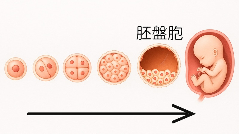 人間の発生段階