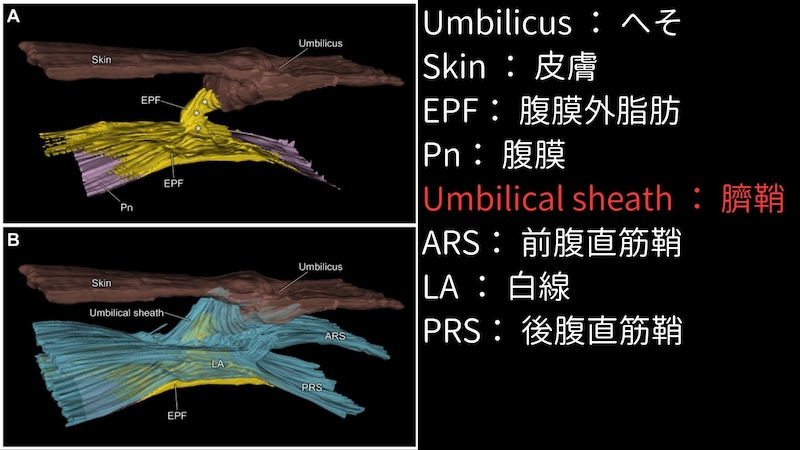 お臍の下にある組織の三次元構造。