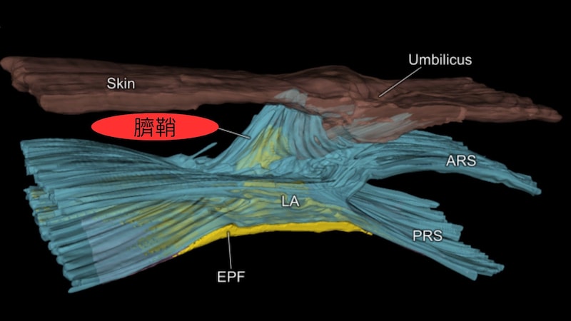 おへその形を決定する新しい腹部構造を発見!