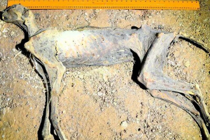 【史上初】自然にミイラ化したチーターの遺体を発見