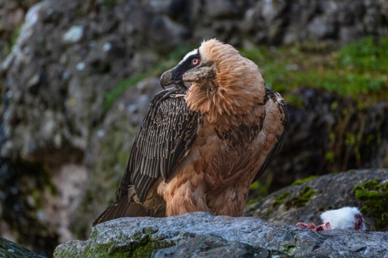 ヒゲワシの巣に「650年前の人工遺物」がコレクションされていた