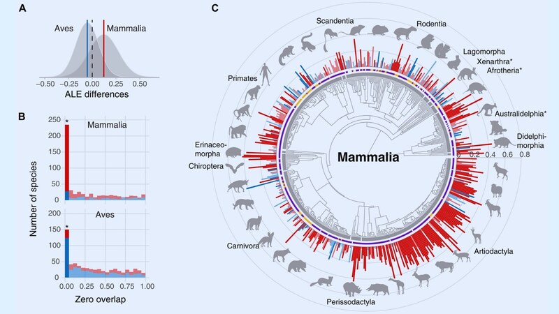 男女の寿命は鳥では逆転している