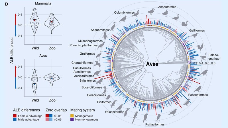 男女の寿命は鳥では逆転している