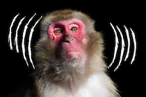 霊長類の自慰の起源は4千万年前だった!?自慰の進化的利点とは？