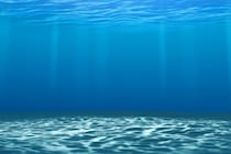 日本初、二枚貝に共生する「新種の甲殻類」を発見【画像あり】