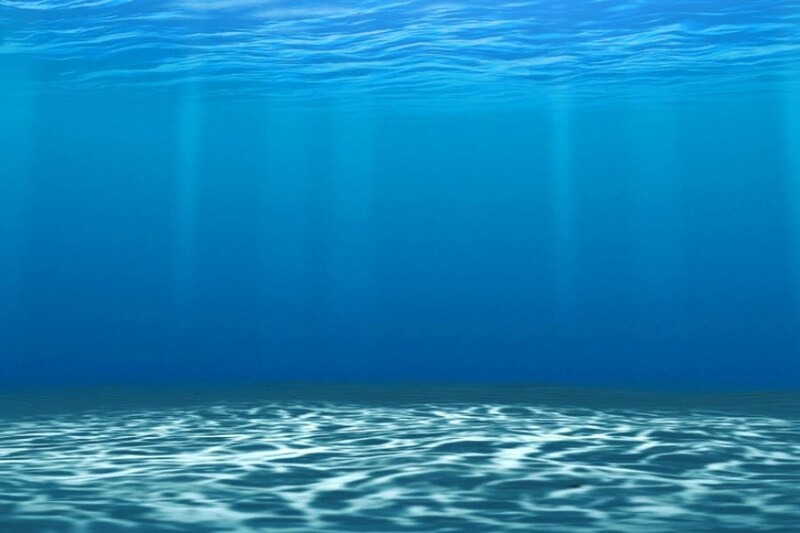 日本初、二枚貝に共生する「新種の甲殻類」を発見【画像あり】